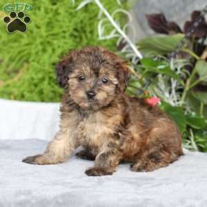 Reeses, Yorkie Poo Puppy